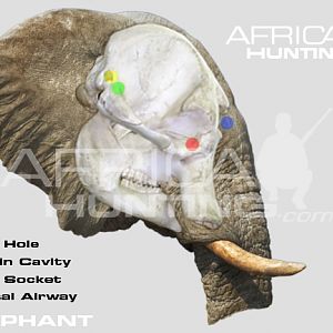 Hunting Elephant Head Shot Placement