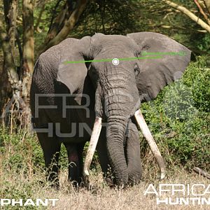 Hunting Elephant Front View Shot Placement