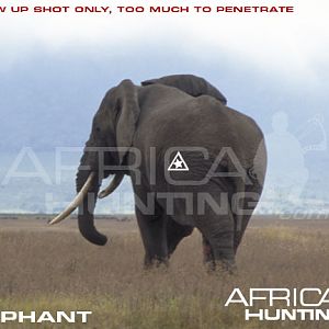 Bowhunting Elephant Shot Placement