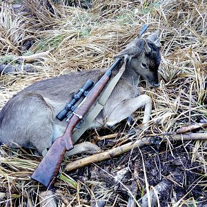 Fallow Deer Hunting New Zealand