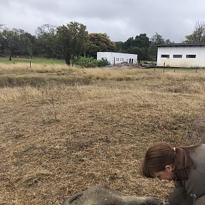 Hunting Baboon Zimbabwe