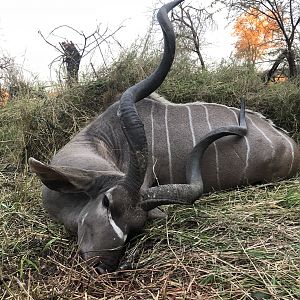 Zimbabwe Hunt 56" Inch Kudu
