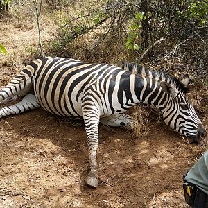 Hunting Burchell's Plain Zebra Zimbabwe