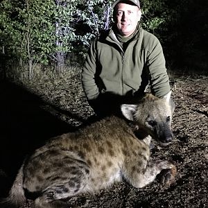 Hunt Spotted Hyena Zimbabwe