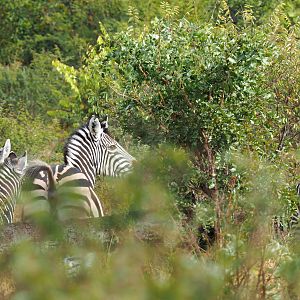 Burchell's Plain Zebra Zimbabwe