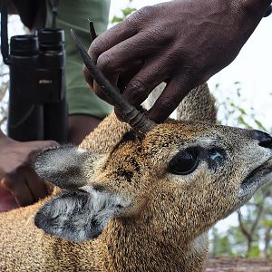 Klipspringer Hunt in Zimbabwe