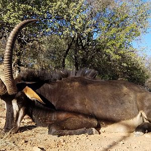 Sable Antelope Hunt in South Africa
