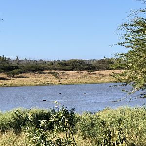 Hunting Hippo in South Africa