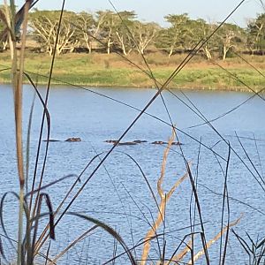 Hippos in the river South Africa