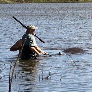 Recovering Hippo from Water