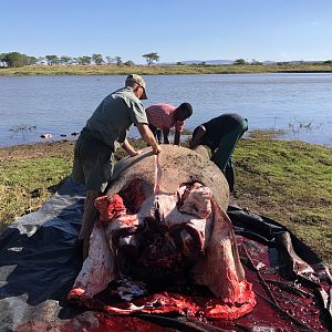 Skinning of Hippo South Africa