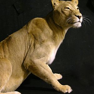 Life Size Lioness Full Mount Taxidermy