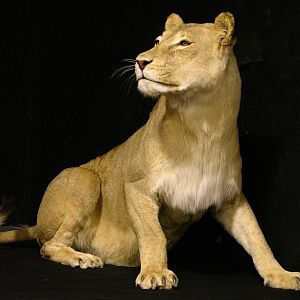 Life Size Lioness Full Mount Taxidermy