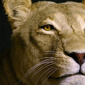 Life Size Lioness Full Mount Taxidermy