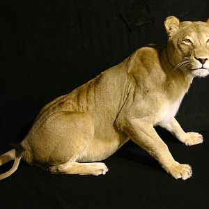 Life Size Lioness Full Mount Taxidermy