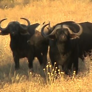 Cape Buffalo South Africa