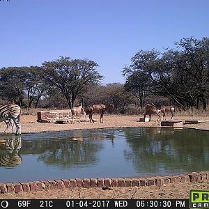 Trail Cam Pictures of Red Hartebeest & Burchell's Plain Zebra in South Africa