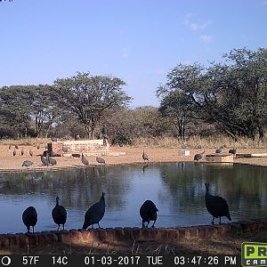 Trail Cam Pictures of Guineafowl in South Africa