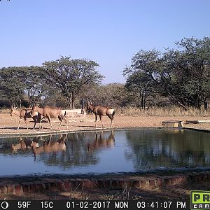 South Africa Trail Cam Pictures Red Hartebeest