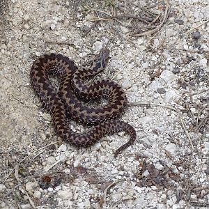 Viper (Vipera berus) Austria