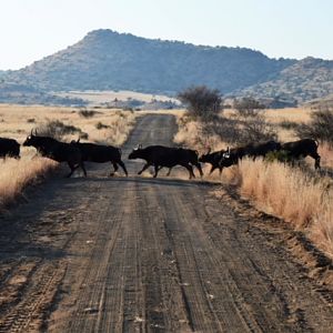 Herd of Cape Buffalo South Africa