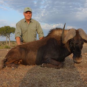 South Africa Hunting Black WIldebeest