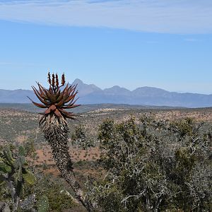 Aloe South Africa