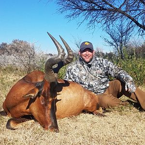 South Africa Hunting Red Hartebeest