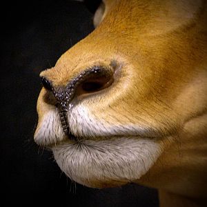 Impala Shoulder Mount Taxidermy Close Up