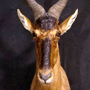 Red Hartebeest Shoulder Mount Taxidermy