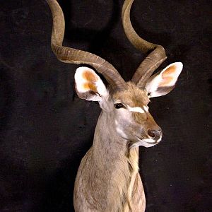 Kudu Shoulder Mount Taxidermy