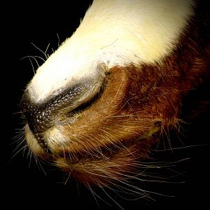 Blesbok Shoulder Mount Taxidermy Close Up