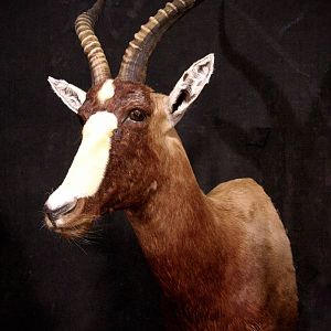 Blesbok Shoulder Mount Taxidermy