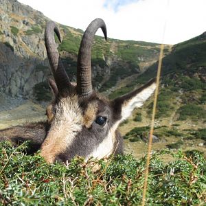 chamois hunt