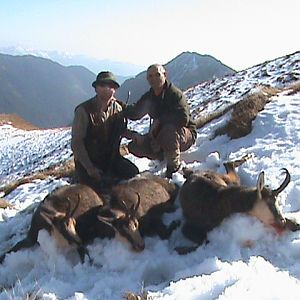 Chamois hunt in Romania