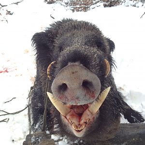 Small boar with big tusks