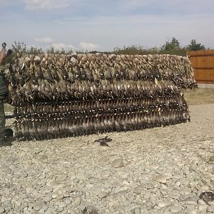 duck hunting in Romania