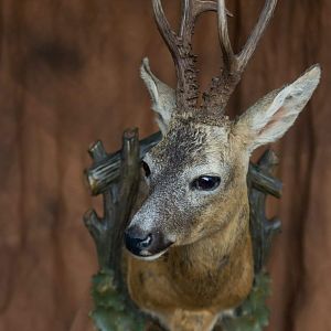 Roe buck taxidermy