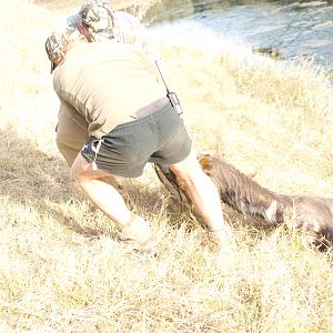 Retrieving Nyala from the water