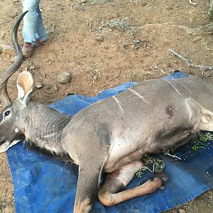 Hunting Kudu South Africa