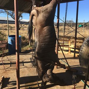 South Africa Hunt Blue Wildebeest