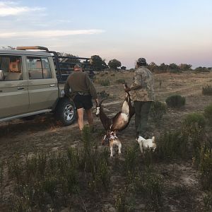 South Africa Hunting Blesbok