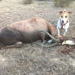 South Africa Hunting Blesbok