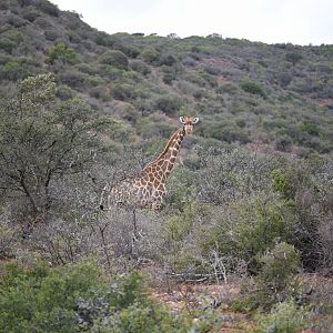 Giraffe South Africa