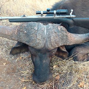South Africa Hunt Cape Buffalo