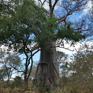 Dana next to a huge Baobab tree