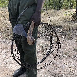 Collected snares from poachers