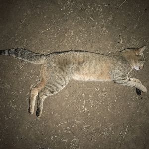 African Wildcat Hunt Zimbabwe