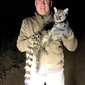 Genet Cat Hunting Zimbabwe