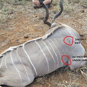 Kudu Hunt Shot Placement